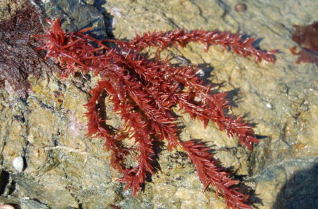 Découverte en Islande d’une nouvelle espèce d’algues rouges