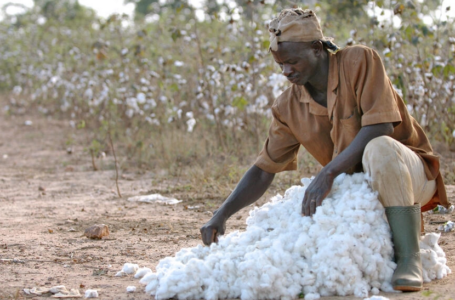 Côte d’Ivoire: dure saison pour les producteurs de coton