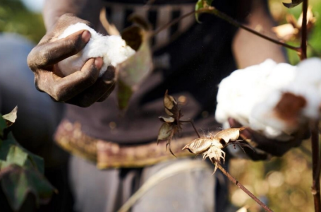 Sénégal: les cultures de coton menacées par un nouveau parasite