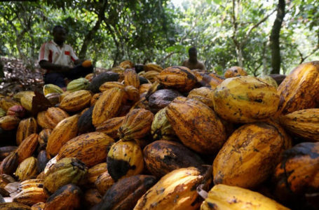 Les arrivées de cacao de Côte d’Ivoire 2022/23 devraient atteindre 718 000 tonnes d’ici le 27 novembre – exportateurs