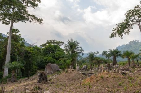 Côte d’Ivoire : 143 millions d’euros de la Banque mondiale pour lutter contre la déforestation