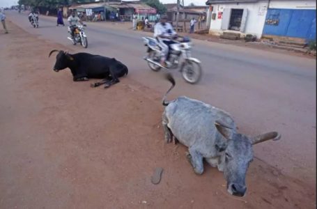 Côte d’Ivoire : des groupes djihadistes se sont enrichis grâce au trafic de bétail et l’orpaillage