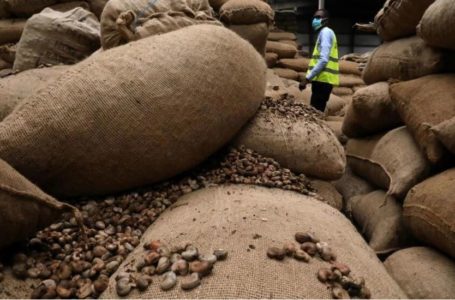 Exportation de noix de cajou: la Côte d’Ivoire devient numéro 2 mondial