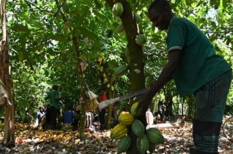 Côte d’Ivoire: une plateforme pour aider les planteurs de cacao à s’adapter aux normes de traçabilité